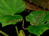 Ringed Slugeater - Sibon annulatus