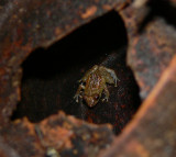 Dink Frog - <i>Disaporus diastema</i>