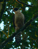 Laughing Falcon - <i>Herpetotheres cachinnans</i>