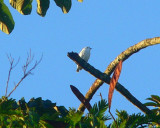 Snowy Cotinga - Carpodectes nitidus