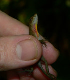 Anole - Norops humilis