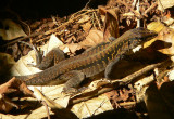 Whiptail - Ameiva festiva