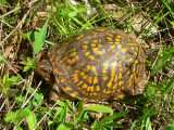 Eastern Box Turtle - <i>Terrapene carolina carolina</i>
