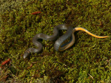 Southern Ringneck Snake - <i>Diadophis punctatus punctatus</i>