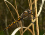 Mantled Baskettail - <i>Epitheca semiaquea</i>