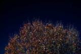 Night-Tree-Top.jpg