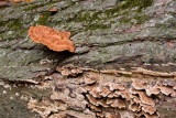Fungi *.jpg