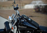 KP7_7632 075-MBhogs.jpg