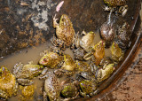 frogro032710_0106.jpg