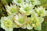 Helleborus Golden Lotus Strain