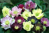 Helleborus Regal Ruffles Strain