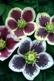 Helleborus Splashdown Strain
