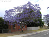 Jacaranda