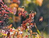 Silky Dogwood