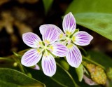 Spring Beauty (Claytonia virginia)