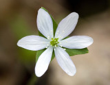 Sharp-lobed Hepatica (Hepatica acutiloba)