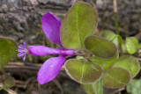 Fringed polygala (Polygala pauciflora)