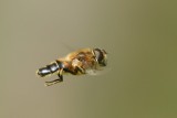 sized_IMG_1427.jpg