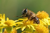 sizedIMG_8991.JPG