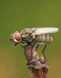 sized_IMG_6330.JPG