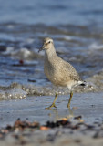 Knot (juvenile)