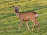 Roe deer (buck)