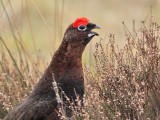 Red Grouse
