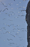 Gannets Bass Rock