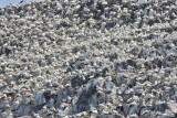 Gannets Bass Rock