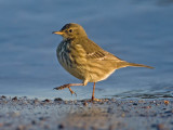 Rock Pipit