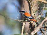 Vietnamese Cutia (male)