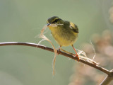 White-tailed Leaf Warbler