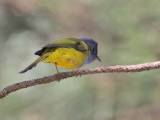 Grey-headed Canary Flycatcher