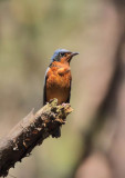 White-throated Rock Thrush