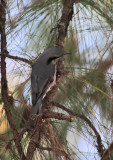 Chestnut-vented Nuthatch