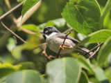 Black-throated Tit