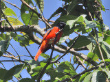  Long-tailed Minivet (male)