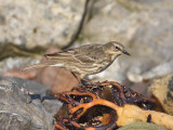 Rock Pipit