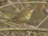 Grasshopper Warbler