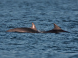 Bottlenose Dolphin Fife Ness 19th October 2007