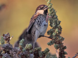 Spanish Sparrow (male)