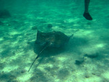 Stingray Adventure