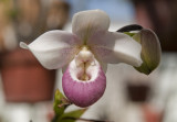 White and Pink Orchid