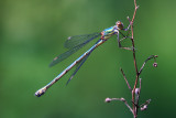 Houtpantserjuffer /Green Emerald Damselfly / Lestes viridis
