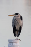 Blauwe reiger / Blue Heron / Ardea cinerea
