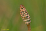 Heermoes/Field horsetail/ Equisetum arvense