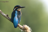 IJsvogel / Kingfisher / Alcedo atthis