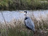 Blauwe reiger / Blue Heron / Ardea cinerea