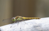 Bruinrode Heidelibel / Common Darter  / Sympetrum striolatum