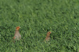 Grey partridge Perdix perdix jerebica_MG_2599-1.jpg